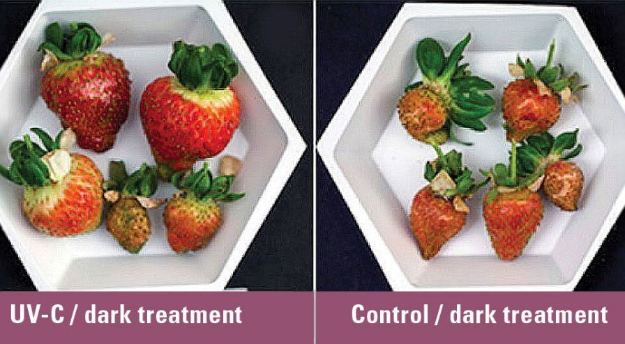How UV-C Irradiation Can Help Save Strawberries