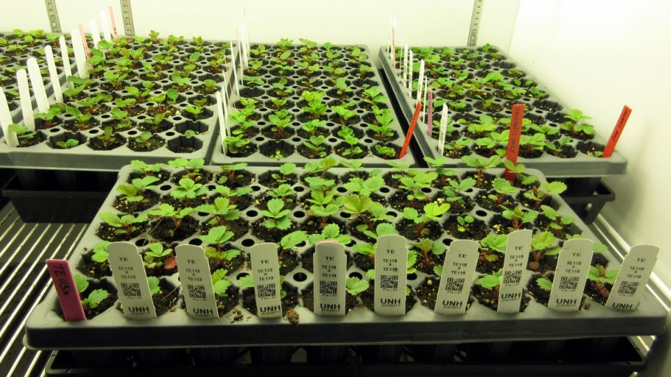 First Organic Strawberry Varieties to be Developed