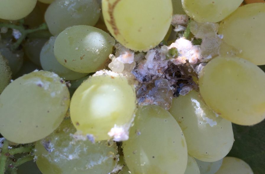 Tips for Effective Vine Mealybug Management in Grapes