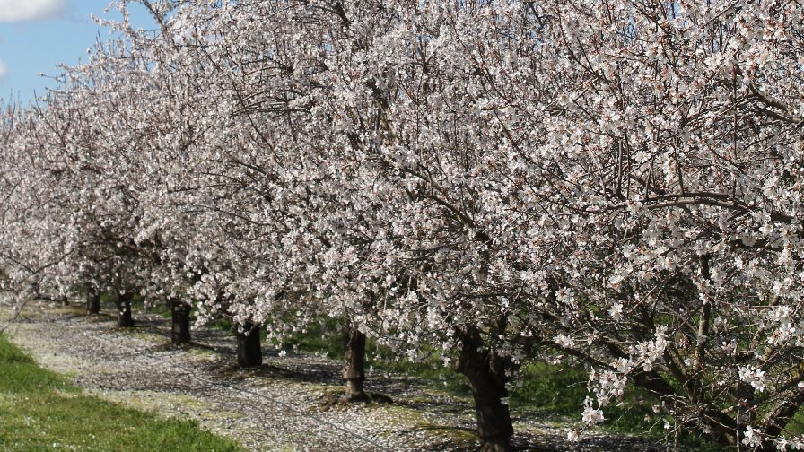 California Almond Crop Forecast 3 Billion Pounds by 2023 Growing Produce