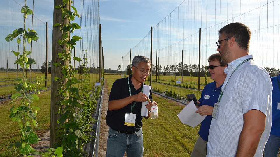 UF/IFAS researcher Zhanao Deng talks hops
