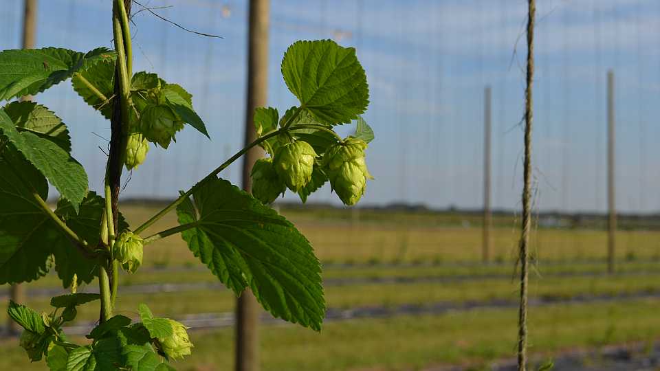 Hops plants and cones