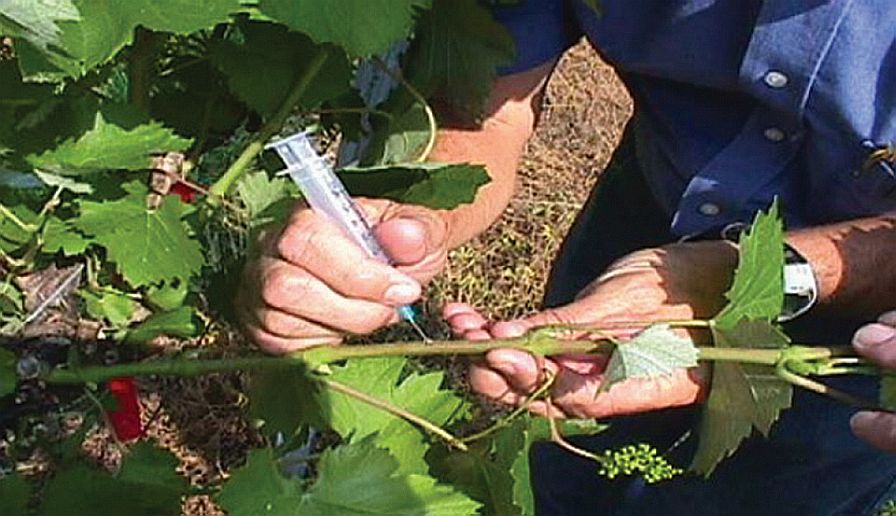 Could This Biological Control Help Save the Wine Industry?