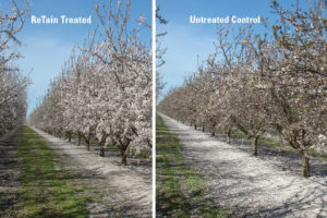 Tips to Maximize Almond Yield in a Wet Year