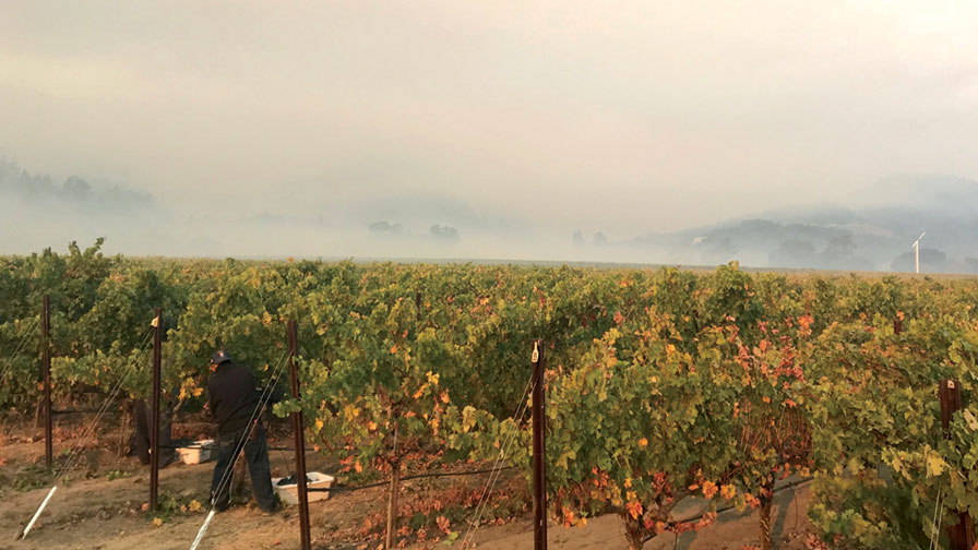 California Wildfires Lead to Concern over Smoke Exposure in Grapes