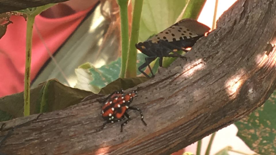 Spotted Lanternfly Discovered in Delaware
