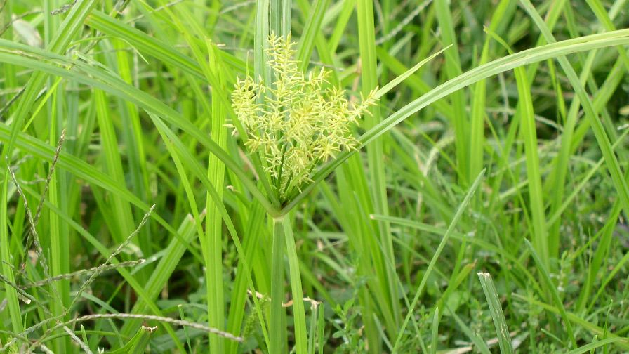 Field Scouting Guide: Yellow Nutsedge