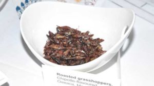 roasted grasshoppers