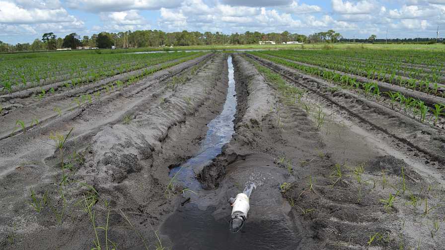 Vegetable field irrigation in Florida