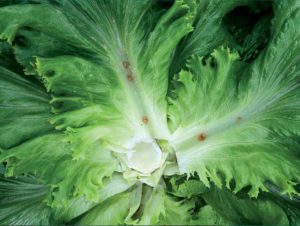 Lugus-bug-feeding evidence on lettuce
