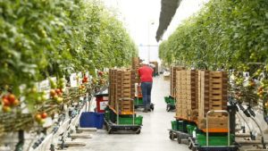 Is Being Organic Enough for Vegetable Growers?