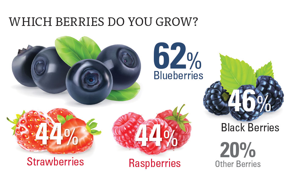Alternative Crops, Growing Demand Fueling Berries' Future