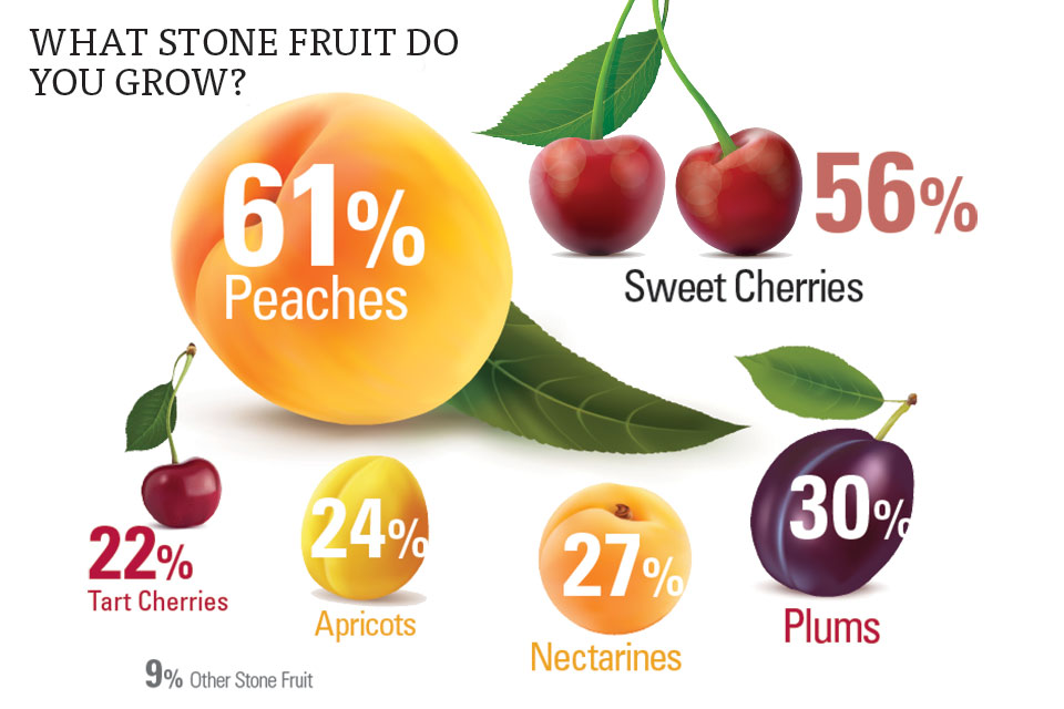 Weather Wreaks Havoc on Stone Fruit Season