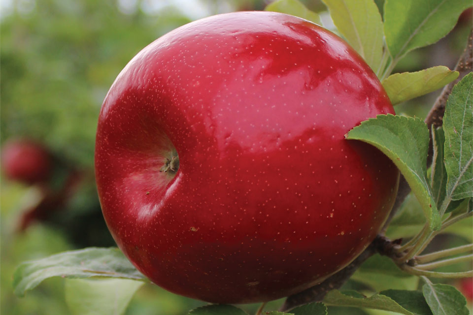 HighColor Honeycrisp, Fuji Strains Among C&O Nursery Offerings