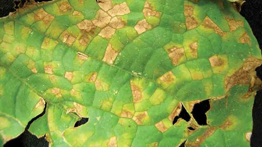 Cucurbit-Downy-Mildew-leaf