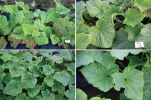 Curcurbit-Downy-Mildew-treatment-results