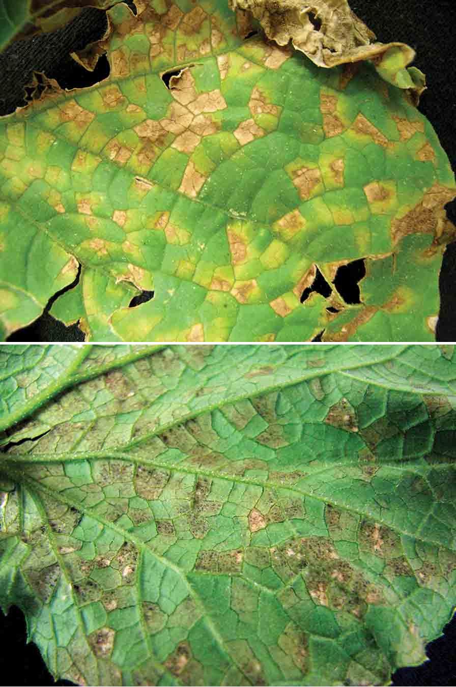 Field Scouting Guide: Cucurbit Downy Mildew