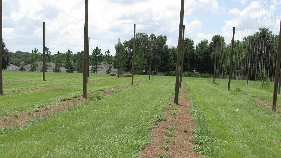 Hop yard with and without strings
