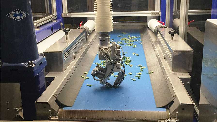 ISO robotic transplanter in action