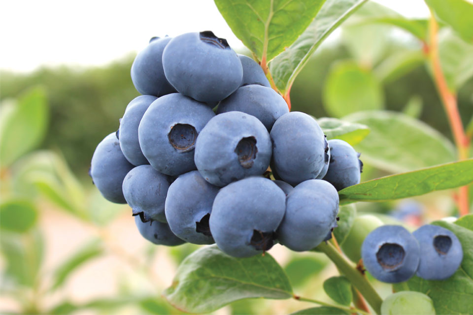 New Early, LowChill Blueberry Varieties from Oregon Blueberry Farms and Nursery Growing Produce