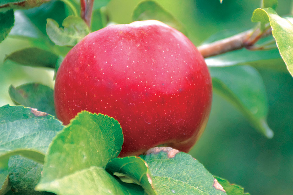 Stark Bro’s Releases Two New Apple Varieties Best Suited for Warmer Climates