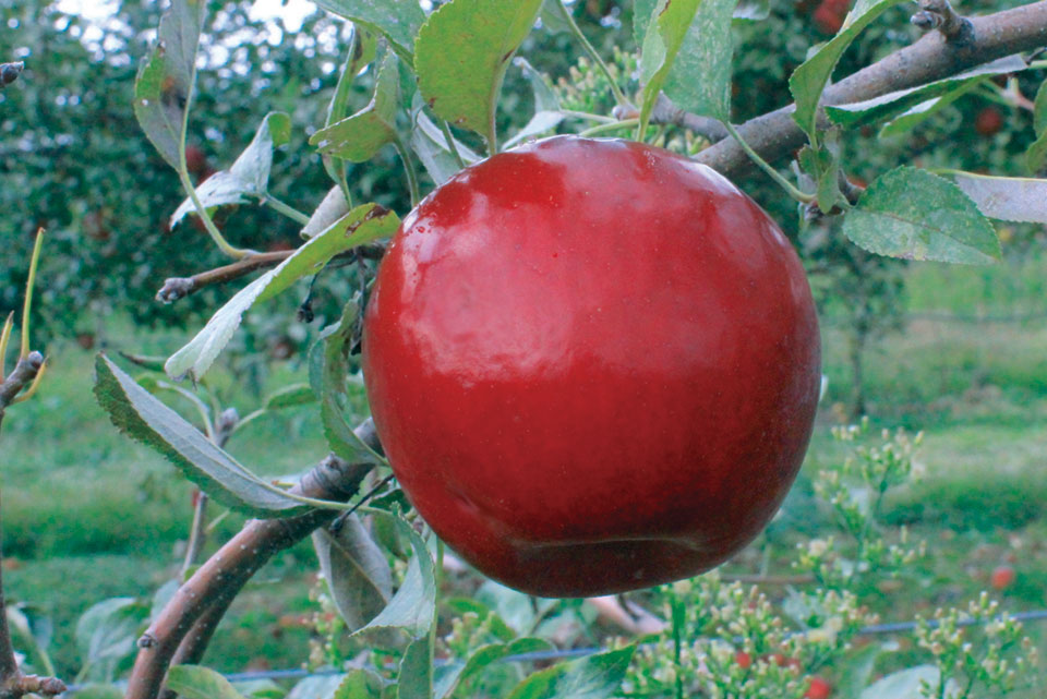 Stark Bro’s Releases Two New Apple Varieties Best Suited for Warmer Climates