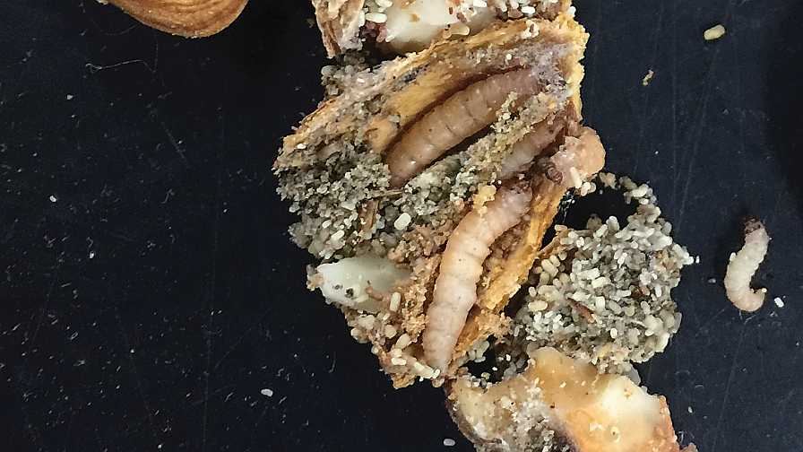 Navel orangeworm larvae on almonds