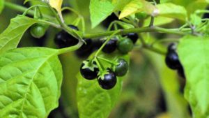 Black-Nightshade-fruit.-Photo-by-Bruce-Ackley