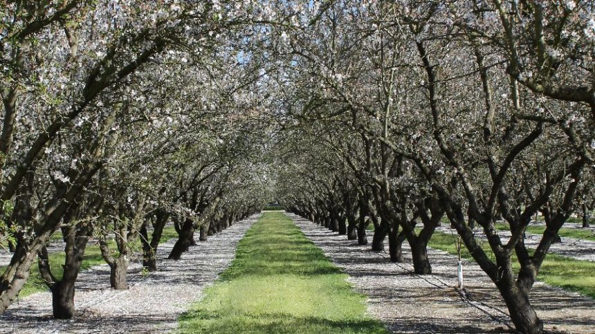 Is the Almond Industry on the Brink of an Oversupply Problem?
