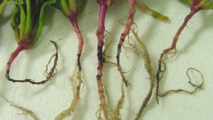 Pacific Northwest Spinach Seed Crop Threatened by Fungus
