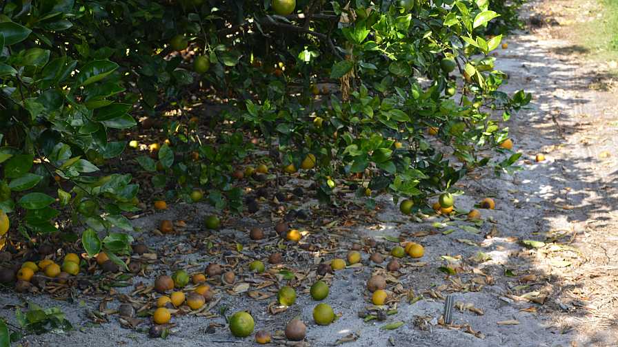 Orange fruit drop in Florida grove