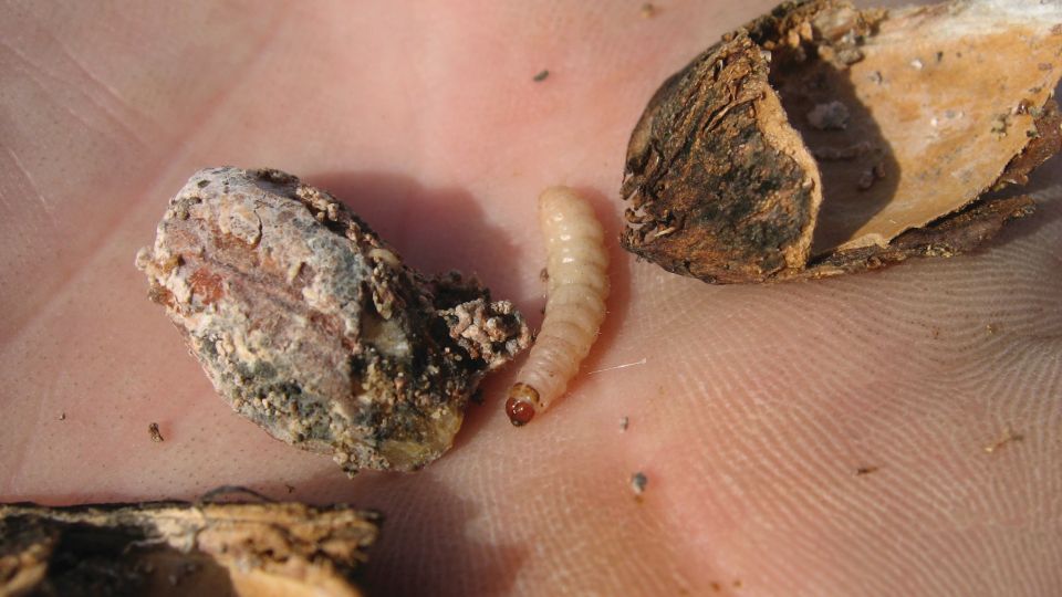 Tips for Nut Growers Living with Navel Orangeworm