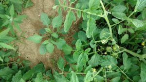 Field Scouting Guide: Eastern Black Nightshade