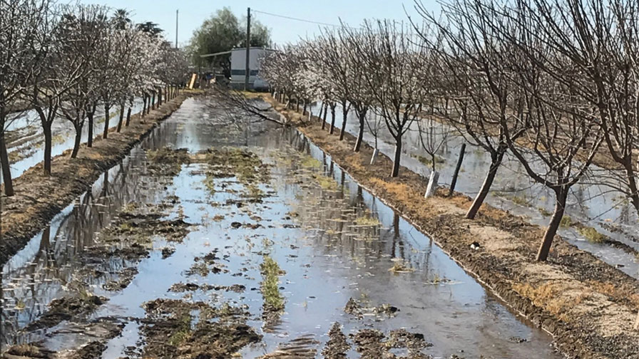 Proper Almond Irrigation Practices for This Season