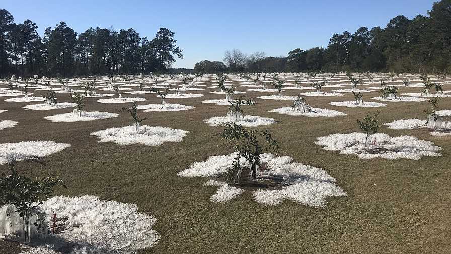 frozen citrus plantings in southern Georgia