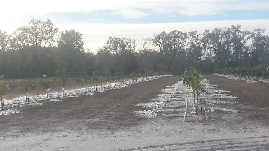 frozen citrus planting in North Florida