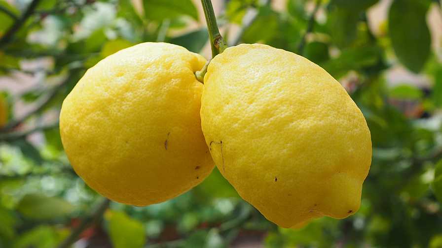 lemon tree closeup