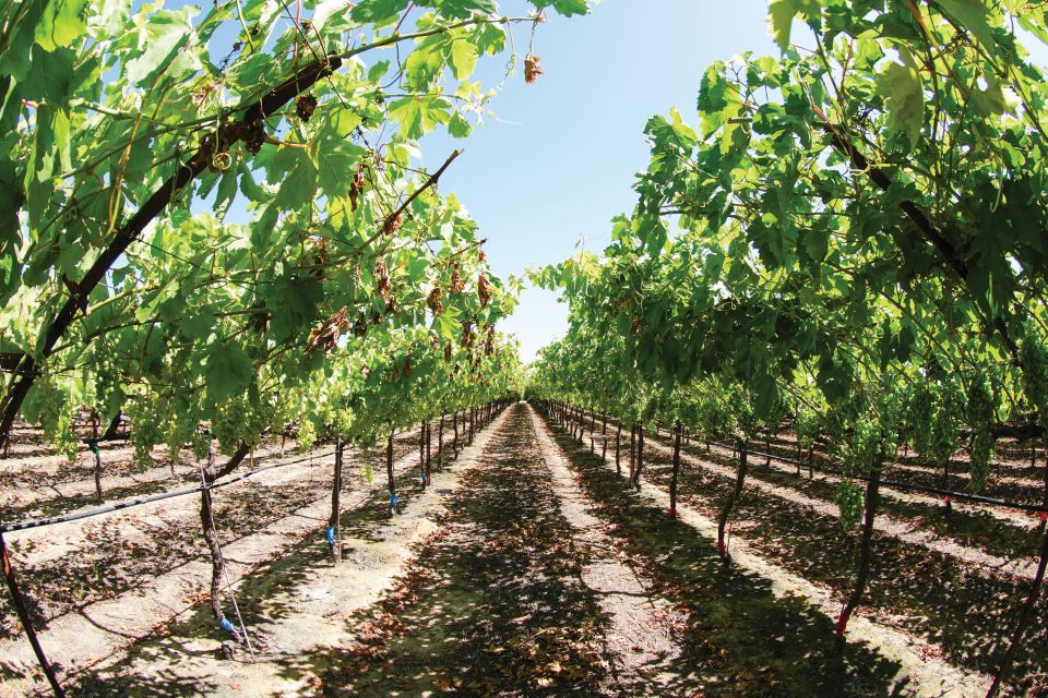 Tips to Make the Most of Nitrogen Applications for Grapes