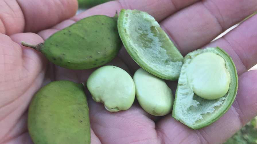 Pongamia beans