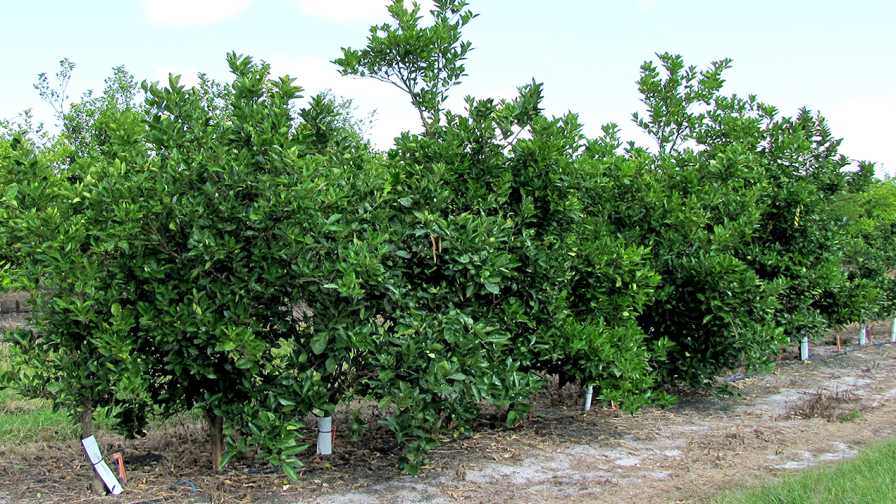 Experimental GMO citrus trees