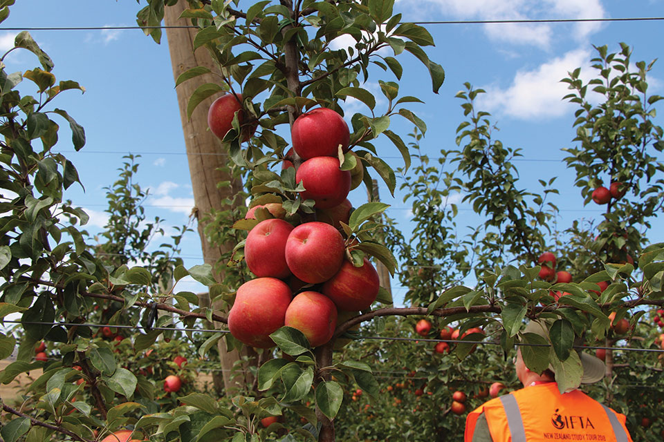 8 Things I Learned About New Zealand Apple Production (and You Should, too)
