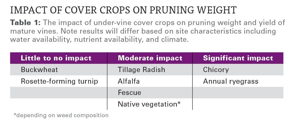 Tips for Under-Vine Cover Crop Adoption