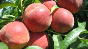 How to Prevent Chilling Injuries in Peaches