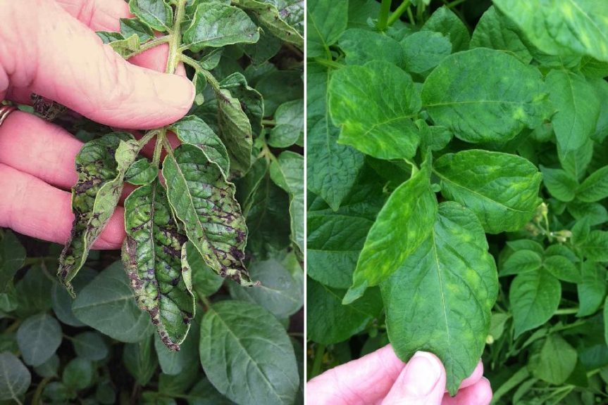 Why Potato Virus Y Needs Your Attention Growing Produce