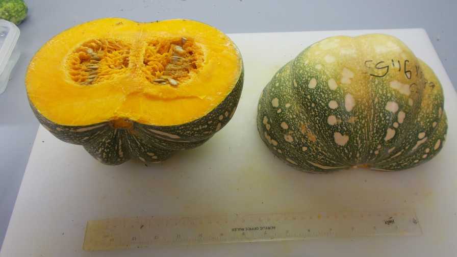 UF/IFAS-bred pumpkins