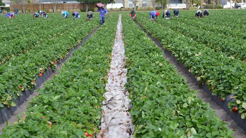 DOL Reports: H-2A Use Has Tripled in 10 Years on Farms