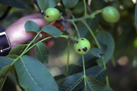 California Cherry, Walnut Growers Get New Tool Against Bacterial Diseases