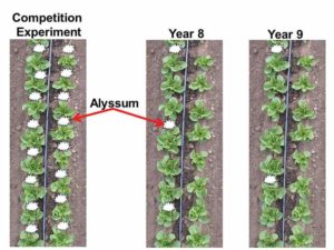 ARS-Brennan-insectary-plant-study-Three-Additive-Patterns