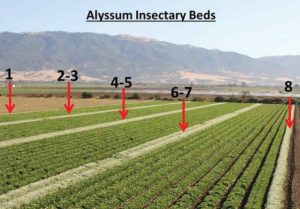 Intercropping Insectary Plants without Losing Production Space