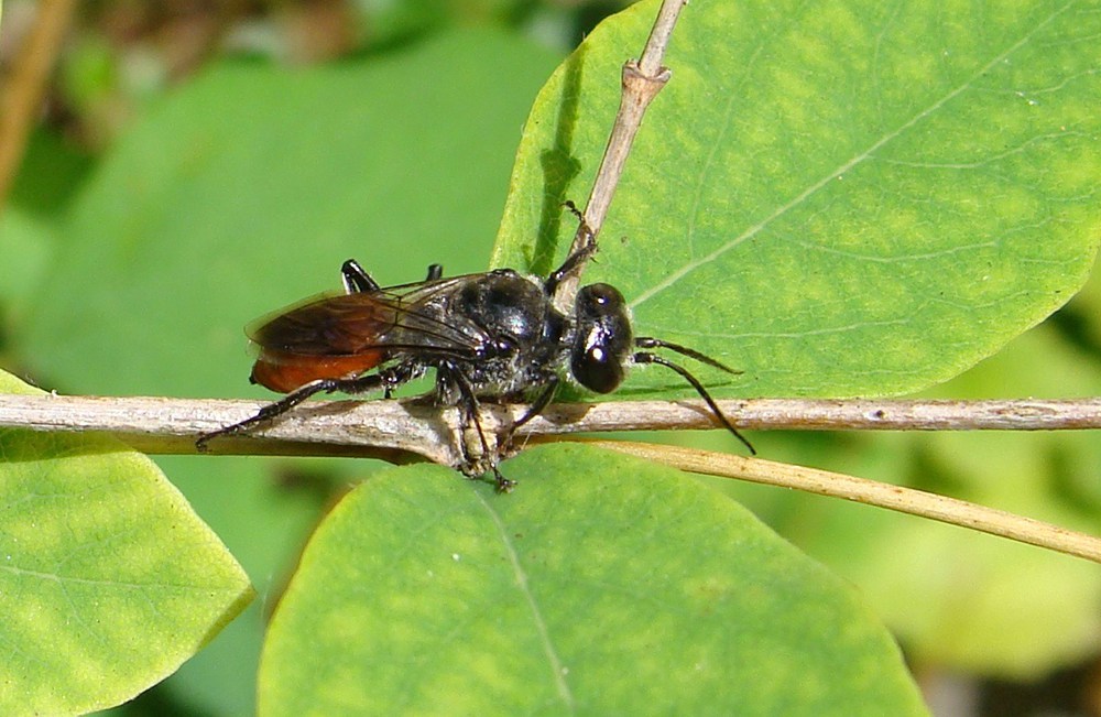 New Brown Marmorated Stink Bug Enemy Found in PNW Garden